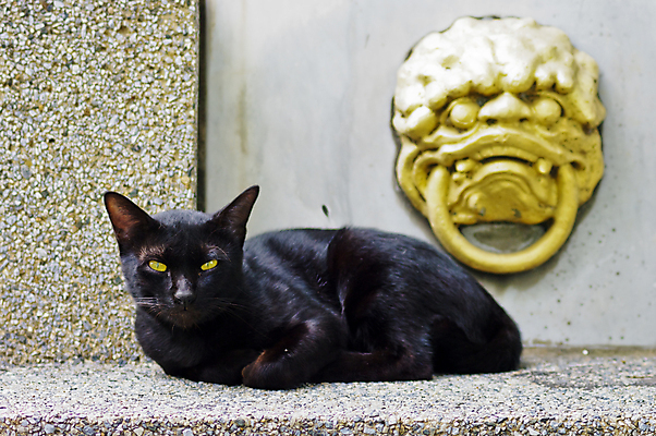 포토 JPG 해외이미지 동물 응시 백그라운드 태국 휴식 앉기 사람없음 장식 반려동물 노란색 검은색 고양이 흰색 잠 황금 해외포토 시선 아시아 컬러 컨셉 포유류 모션 파일형식 이미지허브