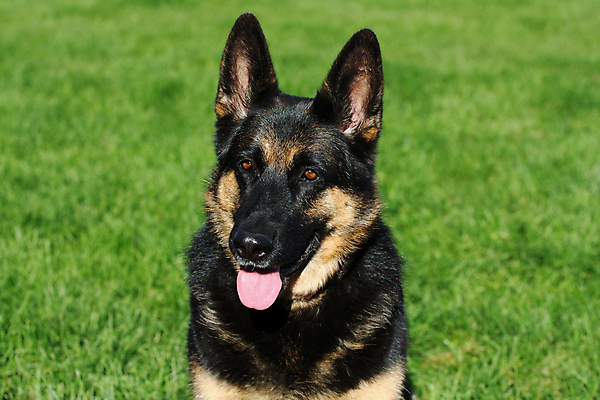 포토 JPG 해외이미지 동물 척추동물 1 응시 얼굴 백그라운드 포유류 휴식 경비 앉기 성인 사람없음 반려동물 갈색 머리카락 검은색 코트 흰색 수비 양치기 경찰 개 선탠 큼 슛 경호원 노려봄 송곳니 고립 기르기 동반자 복종 유래 충실 해외포토 직업 시선 컬러 컨셉 모션 표정 안전 사람 신체부위 머리 외투 치아 보호 크기 돌봄 파일형식 이미지허브