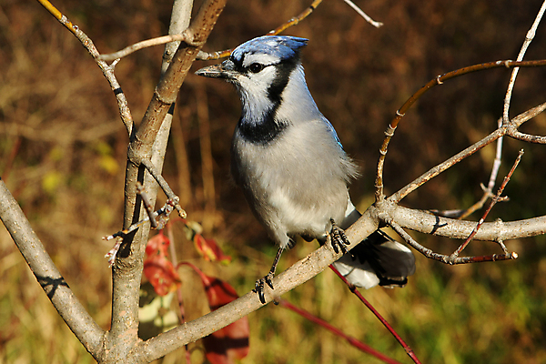 포토 JPG 해외이미지 나무 동물 응시 야생동물 겨울 자연 조류 하늘 앉기 사람없음 야외 파란색 냉동 검은색 추위 흰색 나뭇가지 둥지 숲 큼 깃털 부리 시끄러움 솜털 삼림지대 집게발 해외포토 식물 시선 계절 컬러 모션 크기 생태계 파일형식 이미지허브