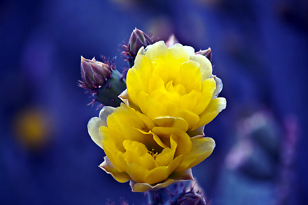 포토 JPG 해외이미지 식물 꽃 백그라운드 꽃무늬 자연 선인장 사람없음 초록색 노란색 사막 벚꽃 가시 묘사 내추럴 서쪽 해외포토 컬러 무늬 방향 생태계 파일형식 이미지허브