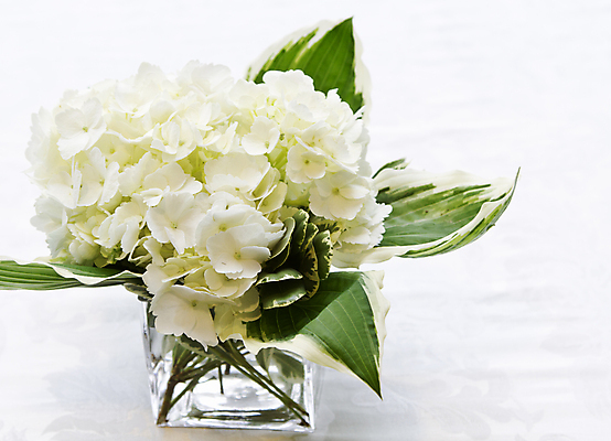 포토 JPG 해외이미지 꽃잎 꽃 사람없음 귀여움 흰색 배열 순수 심플 내추럴 정물화 해외포토 식물 컬러 컨셉 그림 파일형식 이미지허브