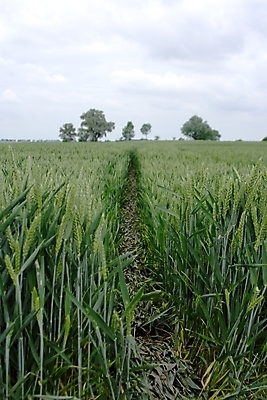포토 JPG 해외이미지 식물 계절 음식 빵 백그라운드 밭 농업 자연 맥주 건강 풍경 사람없음 야외 여름 농작물 농장 농경지 노란색 식사 목장 수확 성장 시골 황금 닫기 농부 낟알 시리얼 밀 묘사 보리 귀 아일랜드 스파이크 밀짚 내추럴 밭일 숙성 위스키 호밀 해외포토 직업 유럽 산업 컬러 모션 곡류 주류 신체부위 짚 생태계 파일형식 이미지허브
