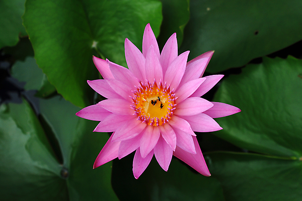 포토 JPG 해외이미지 식물 공원 꽃잎 꽃 아시아 종교 선 분홍색 잎 꽃무늬 불교 오렌지 자연 휴식 연꽃 동양인 사람없음 야외 초록색 물 여름 정원 일본 화목 봄 벚꽃 연못 개화 우아함 닫기 백합 묘사 명상 이국적 해외포토 자연요소 계절 공공시설 나라 컬러 컨셉 무늬 과일 모션 인종 생태계 파일형식 이미지허브