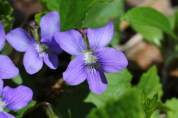 포토 JPG 해외이미지 식물 계절 꽃잎 꽃 꽃다발 잎 자연 사람없음 야외 초록색 파란색 뷰티 머리 정원 보라색 봄 들꽃 벚꽃 흰색 신선 개화 제비꽃 묘사 원예 내추럴 고립 해외포토 컬러 취미 신체부위 생태계 파일형식 이미지허브