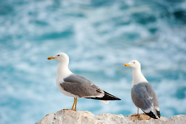 포토 JPG 해외이미지 동물 커플 파도 바다 2 자연 갈매기 조류 서기 사람없음 가로 물 쌍 카피스페이스 해외포토 자연요소 관계 모션 공백 생태계 파일형식 이미지허브
