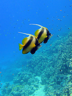 포토 JPG 해외이미지 바다 나비 2 자연 이집트 어류 사람없음 빨간색 물 컬러풀 수중 산호 장면 해외포토 자연요소 컬러 곤충 아프리카 수중동물 자포동물 생태계 파일형식 이미지허브