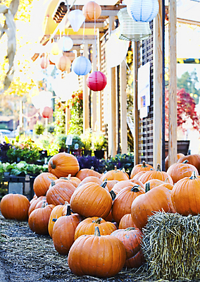 포토 JPG 해외이미지 오렌지 호박 사람없음 야외 컬러풀 쌓기 가을 볏짚 뭉치 많음 해외포토 계절 컬러 컨셉 채소 과일 모션 짚 파일형식 이미지허브