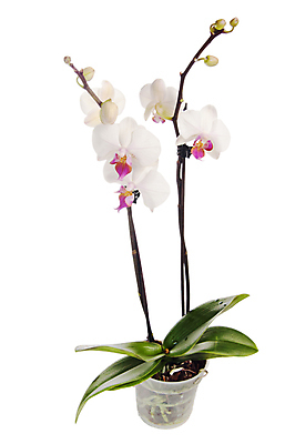 포토 JPG 해외이미지 식물 꽃잎 꽃 화초 줄기 분홍색 백그라운드 잎 꽃무늬 자연 주택 실내 선물 사람없음 내부 장식 빨간색 초록색 뷰티 스파 봄 낭만 벚꽃 흰색 나뭇가지 난초 우아함 냄비 컨테이너 오브젝트 원예 심플 뿌리 호접란 내추럴 고립 이국적 해외포토 나무 계절 산업 컬러 컨셉 무늬 취미 건물 솥 생태계 파일형식 이미지허브