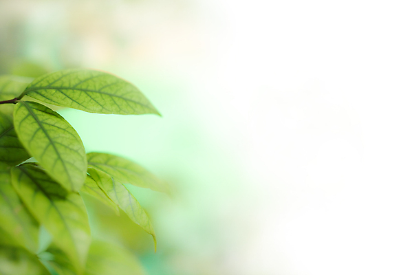 포토 JPG 해외이미지 나무 식물 꽃잎 꽃 길 백그라운드 잎 자연 아침 사람없음 초록색 뷰티 벚꽃 흰색 숲 자르기 심볼 순수 묘사 오브젝트 목련 내추럴 고립 해외포토 주간 컬러 컨셉 모션 생태계 파일형식 이미지허브