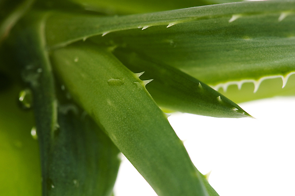 포토 JPG 해외이미지 나무 식물 조각 잎 선인장 건강 사람없음 초록색 약 흰색 신선 자르기 허브 피부 슬라이스 고립 돌봄 막자 알로에 해외포토 컬러 의학 모션 신체부위 파일형식 이미지허브