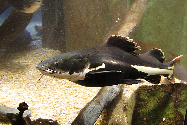 포토 JPG 해외이미지 동물 야생동물 바다 백그라운드 자연 낚시 어류 사람없음 물 수중 산호 오브젝트 다이빙 암초 수족관 고립 동물상 소금물 이국적 해외포토 자연요소 레저 조형물 수영 수중동물 자포동물 생태계 수중스포츠 파일형식 이미지허브