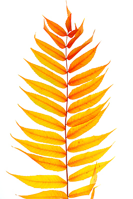 포토 JPG 해외이미지 디자인 계절 행복 잎 패턴 오렌지 자연 날씨 사람없음 빨간색 초록색 컬러풀 노란색 정원 달력 흰색 변화 황금 숲 11월 순환 10월 강렬 고립 해외포토 식물 감정 컬러 컨셉 무늬 과일 모션 날짜 생태계 파일형식 이미지허브