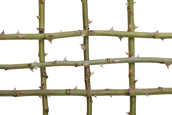 포토 JPG 해외이미지 식물 자연 사람없음 초록색 신선 바 가시 흰배경 날카로움 해외포토 컬러 백그라운드 흰색 생태계 파일형식 이미지허브