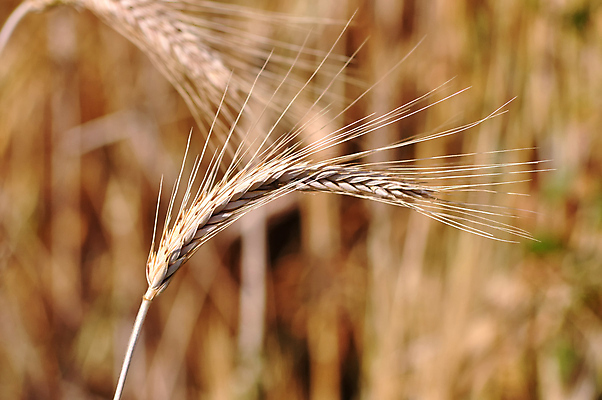 포토 JPG 해외이미지 식물 계절 음식 빵 줄기 백그라운드 밭 농업 재료 자연 맥주 건강 옥수수 사람없음 농작물 농장 식사 수확 성장 시골 황금 낟알 땅 시리얼 밀 굽기 유기농 질감 날것 보리 귀 밀짚 내추럴 숙성 해외포토 웰빙 산업 곡류 주류 신체부위 짚 구이 생태계 파일형식 이미지허브