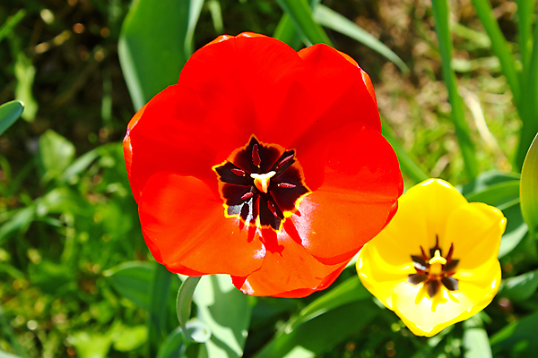 포토 JPG 해외이미지 식물 계절 꽃잎 꽃 줄기 잎 꽃무늬 자연 사람없음 빨간색 초록색 노란색 정원 봄 튤립 벚꽃 싱글 해외포토 컬러 무늬 생태계 파일형식 이미지허브