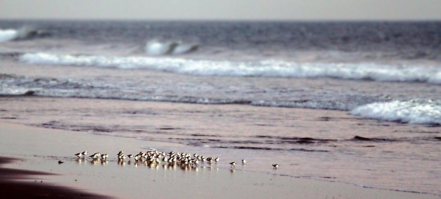 포토 JPG 해외이미지 동물 야생동물 모래 파도 바다 자연 조류 하늘 풍경 사람없음 야외 물 파란색 모래사장 일출 일몰 흰색 저녁 작음 내추럴 해외포토 자연요소 컬러 노을 야간 크기 생태계 파일형식 이미지허브