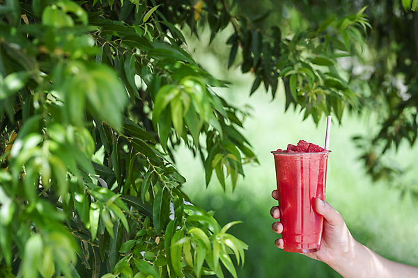포토 JPG 주간 손 나뭇잎 여름음식 수박 빨대 들기 야외 아웃포커스 신체부위 여름 카페 메뉴 냉음료 수박주스 플라스틱컵 제철과일 국내포토 자연요소 계절 음료 음식 잎 과일 모션 촬영기법 사람 컵 상점 과일주스 플라스틱 제철 파일형식 여름_계절