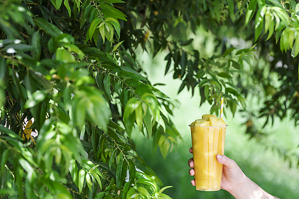 포토 JPG 주간 손 나뭇잎 빨대 들기 야외 아웃포커스 신체부위 여름 카페 파인애플 메뉴 냉음료 파인애플주스 플라스틱컵 국내포토 자연요소 계절 음료 잎 과일 모션 촬영기법 사람 컵 상점 과일주스 플라스틱 열대과일 파일형식