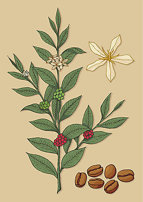 EPS 해외이미지 나무 식물 꽃 커피 잎 일러스트 콩 초록색 농작물 나뭇가지 스케치 그런지 해외일러스트 음료 컬러 농업 곡류 미술 파일형식 벡터 이미지허브