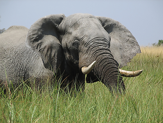포토 JPG 해외이미지 동물 야생동물 아프리카 코끼리 사람없음 강 황무지 습지 사파리 황소 해외포토 나라 포유류 소 파일형식 이미지허브