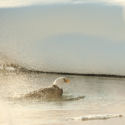 포토 JPG 해외이미지 동물 척추동물 야생동물 자연 조류 휴식 수영장 건강 종류 사람없음 야외 물 햇빛 갈색 검은색 미국 목욕 젖음 자유 안개 흰색 떨어짐 빨래 심볼 깃털 부리 독수리 대머리 사냥꾼 멸종 알래스카 돌봄 무료 웅장함 위생관리 전국 포식 해외포토 자연요소 직업 헤어스타일 컬러 컨셉 가사 북아메리카 모션 날씨 관리 태양 청결 생태계 파일형식 이미지허브