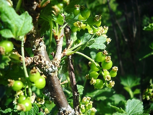 포토 JPG 해외이미지 열매 사람없음 초록색 나뭇가지 식용 해외포토 나무 식물 컬러 파일형식 이미지허브