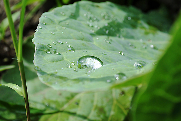 포토 JPG 해외이미지 자연 아침 잔디 초원 사람없음 초록색 물 반사 거울 젖음 가을 물방울 투명 액체 개울 떨어짐 이슬 크리스탈 거짓말 얇은 해외포토 주간 자연요소 식물 계절 컬러 컨셉 강 광석 생태계 파일형식 이미지허브
