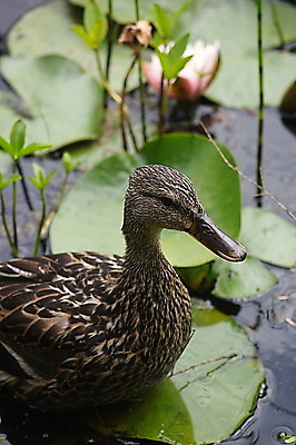 포토 JPG 해외이미지 식물 동물 호수 야생동물 자연 조류 오리 사람없음 야외 초록색 갈색 정원 침묵 성장 시골 연못 물새 내추럴 해외포토 컬러 소리 생태계 파일형식 이미지허브