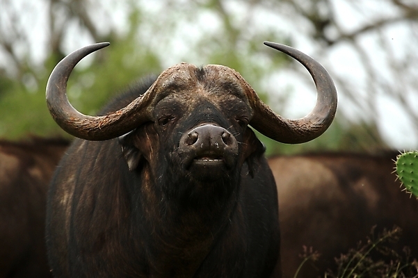 포토 JPG 해외이미지 동물 공원 야생동물 곡선 포유류 아프리카 자연 뿔 초원 사람없음 황무지 보호 큼 망토 먹기 사파리 황소 냄새 동쪽 남쪽 경보 전국 해외포토 공공시설 나라 선 컨셉 모션 소 크기 방향 생태계 파일형식 이미지허브