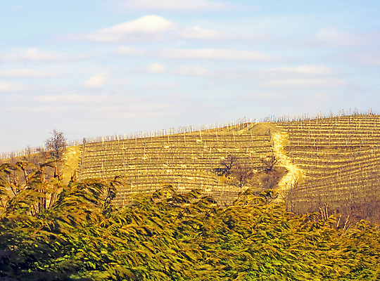 포토 JPG 해외이미지 식물 계절 산업 음식 파도 여행 농업 과일 자연 하늘 포도 사람없음 야외 초록색 파란색 농작물 뷰티 농장 와인 계곡 일몰 수확 성장 시골 신선 언덕 포도밭 포도나무 지역 강렬 양조장 줄서기 토스카나 해외포토 바다 컬러 밭 모션 주류 노을 이탈리아 과일나무 생태계 파일형식 이미지허브