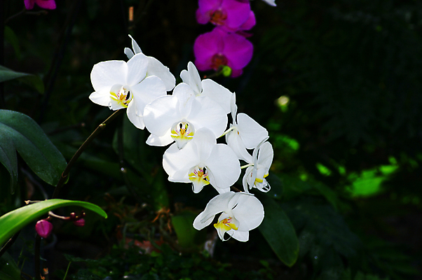 포토 JPG 해외이미지 식물 1 기념일 꽃잎 꽃 선 줄기 분홍색 꽃다발 백그라운드 꽃무늬 자연 선물 사람없음 목재 장식 초록색 컬러풀 뷰티 정원 보라색 봄 낭만 벚꽃 흰색 나뭇가지 난초 우아함 숲 싱글 심플 호접란 여왕 강렬 해외포토 나무 계절 컬러 컨셉 무늬 재료 이벤트 생태계 파일형식 이미지허브
