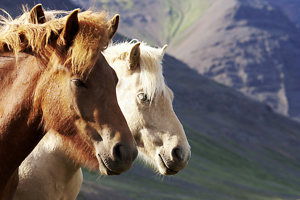 포토 JPG 해외이미지 유럽 여행 산 아이슬란드 사람없음 흰색 은색 갈기 기르기 적갈색 특별함 해외포토 나라 컬러 컨셉 갈색 돌봄 파일형식 이미지허브