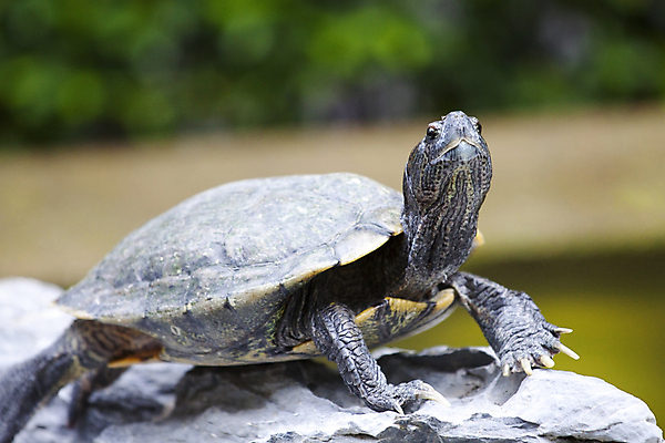 포토 JPG 해외이미지 동물 1 꽃 야생동물 과학 여행 패턴 손가락 파충류 자연 동물원 사람 사람없음 야외 옆모습 가로 빨간색 초록색 물 반려동물 갈색 머리 환경 회색 껍질 거북이 보호 큼 민들레 그리스 눈금 느림 남쪽 내추럴 블러 수유 옛날 해외포토 자연요소 식물 손 유럽 뷰포인트 컬러 컨셉 무늬 신체부위 크기 방향 생태계 파일형식 이미지허브