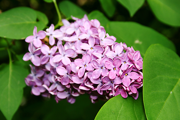 포토 JPG 해외이미지 식물 공원 꽃 분홍색 꽃무늬 자연 부활절 사람없음 장식 여름 컬러풀 정원 보라색 봄 벚꽃 개화 닫기 5월 다발 관목 묘사 원예 향기 라일락 내추럴 강렬 해외포토 나무 계절 공공시설 기념일 컬러 무늬 모션 취미 날짜 생태계 냄새 파일형식 이미지허브