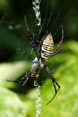 포토 JPG 해외이미지 야생동물 곤충 십자가 패턴 자연 사람없음 야외 여름 갈색 노란색 정원 검은색 웹 봄 잡기 벌레 8 위험 큼 공격 무서움 거미줄 육식동물 거미 올가미 토막 내추럴 기어가기 오싹 해외포토 동물 계절 감정 컬러 컨셉 무늬 인터넷 모션 숫자 크기 생태계 파일형식 이미지허브