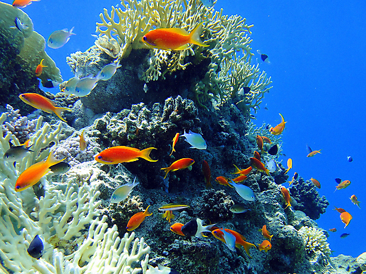포토 JPG 해외이미지 바다 자연 이집트 어류 사람없음 빨간색 물 컬러풀 수중 산호 장면 해외포토 자연요소 컬러 아프리카 수중동물 자포동물 생태계 파일형식 이미지허브