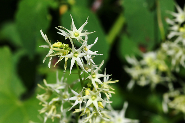 포토 JPG 해외이미지 식물 계절 꽃 음식 잎 농업 채소 자연 오이 건강 사람없음 초록색 여름 농작물 노란색 정원 수확 벚꽃 흰색 신선 작음 먹기 유기농 원예 숙성 채식주의자 세련 해외포토 웰빙 산업 컬러 모션 취미 크기 생태계 채식 파일형식 이미지허브