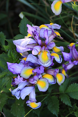 포토 JPG 해외이미지 나무 식물 계절 꽃 백그라운드 자연 사람없음 초록색 파란색 햇빛 태양 정원 맑음 보라색 봄 벚꽃 나뭇가지 시간 개화 큼 묘사 붓꽃 내추럴 해외포토 자연요소 컬러 날씨 크기 생태계 파일형식 이미지허브