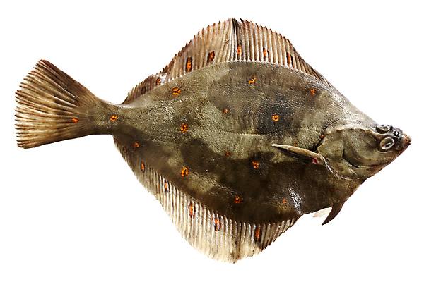 포토 JPG 해외이미지 유럽 백그라운드 오렌지 어류 사람없음 빨간색 갈색 회색 흰색 자르기 고립 사일로 해외포토 나라 컬러 과일 모션 수중동물 파일형식 이미지허브