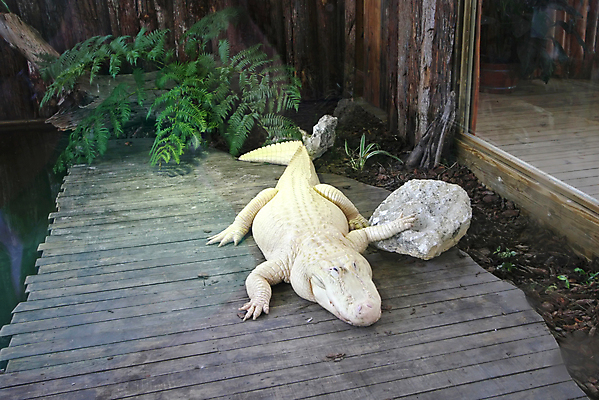 포토 JPG 해외이미지 식물 동물 야생동물 파충류 자연 유리 동물원 미소 사람없음 목재 물 흰색 치아 위험 육식동물 악어 플로리다 해외포토 자연요소 나무 컬러 컨셉 재료 재질 표정 미국 소화기관 생태계 파일형식 이미지허브