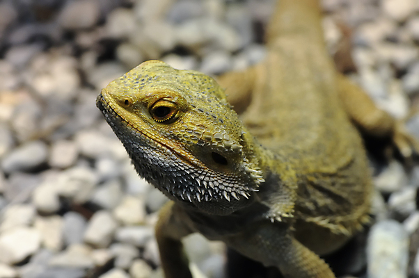 포토 JPG 해외이미지 동물 응시 야생동물 파충류 자연 수염 동물원 종류 사람없음 반려동물 용 못 닫기 호주 작음 호기심 도마뱀 이구아나 노려봄 해외포토 시선 감정 컨셉 모션 표정 공구 오세아니아 크기 생태계 파일형식 이미지허브