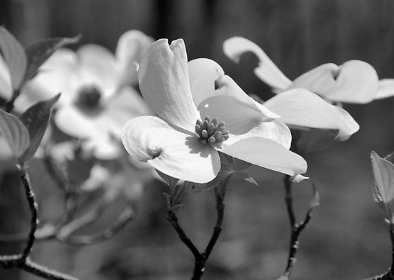 포토 JPG 해외이미지 나무 꽃잎 꽃 꽃무늬 자연 흑백 사람없음 초록색 봄 성장 벚꽃 흰색 나뭇가지 개화 해외포토 식물 계절 컬러 무늬 촬영기법 생태계 파일형식 이미지허브