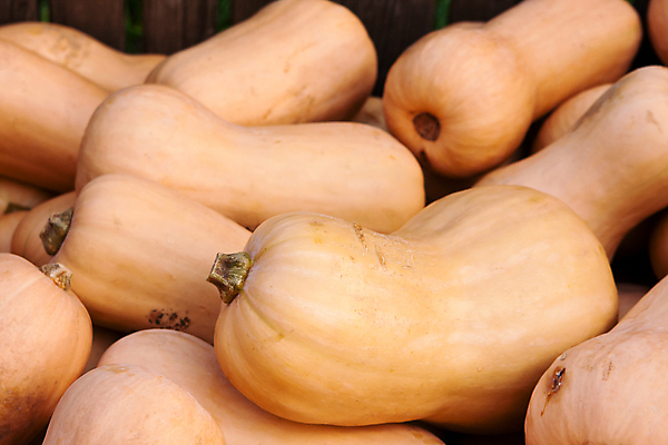 포토 JPG 해외이미지 음식 채소 호박 사람없음 가로 박 스쿼시 해외포토 스포츠 구기 파일형식 이미지허브