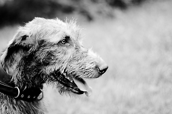 포토 JPG 해외이미지 동물 1 응시 공원 흑백 사람없음 야외 옆모습 가로 반려동물 머리 검은색 회색 개 육식동물 동물상 유래 해외포토 시선 공공시설 뷰포인트 컬러 포유류 촬영기법 신체부위 조형물 파일형식 이미지허브