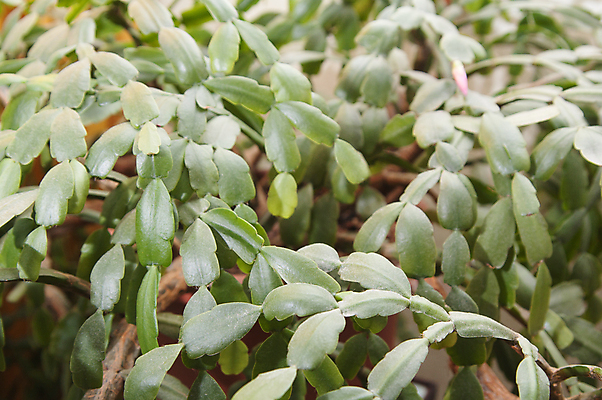 포토 JPG 해외이미지 식물 전통 라이프스타일 외관 응시 꽃 화분 꽃무늬 자연 날씨 선인장 주택 실내 따뜻함 사람없음 장식 초록색 여름 맑음 촉촉함 시골 달콤 냄비 컨테이너 묘사 데이지 리빙 판유리 해외포토 시선 계절 산업 컬러 무늬 유리 내부 건물 생활 젖음 맛 솥 생태계 파일형식 이미지허브