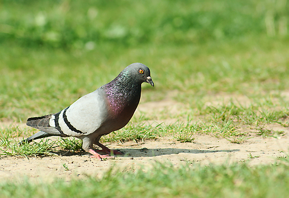 포토 JPG 해외이미지 동물 1 도로 야생동물 날개 자연 조류 서기 사람없음 초록색 머리 회색 깃털 싱글 비둘기 동물상 혼자 해외포토 길 컬러 교통시설 모션 신체부위 조형물 생태계 파일형식 이미지허브