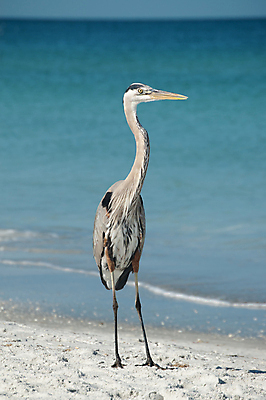 포토 JPG 해외이미지 동물 한마리 야생동물 모래 자연 조류 사람없음 야외 세로 물 파란색 컬러풀 사진촬영 수면 왜가리 수평선 플로리다 해외포토 자연요소 1 컬러 촬영 미국 생태계 파일형식 이미지허브