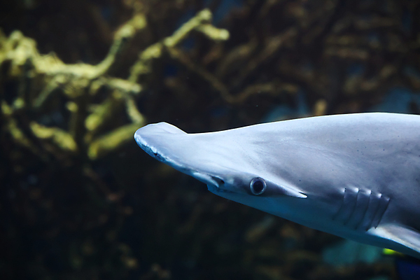 포토 JPG 해외이미지 사람없음 수중 상어 수족관 해외포토 어류 파일형식 이미지허브