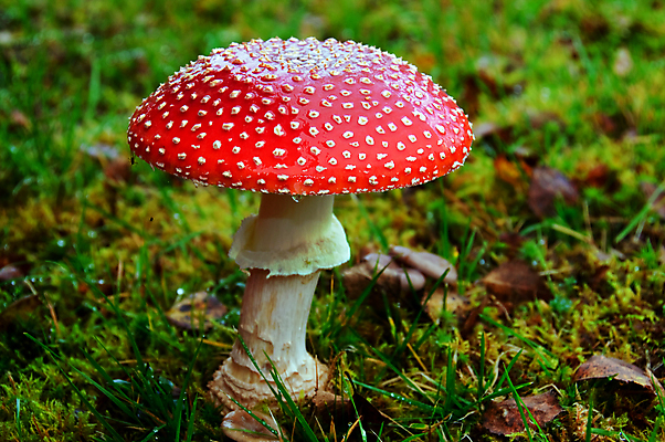 포토 JPG 해외이미지 계절 자연 이끼 사람없음 빨간색 컬러풀 버섯 젖음 촉촉함 흰색 숲 위험 내추럴 독버섯 해외포토 컬러 컨셉 생태계 파일형식 이미지허브