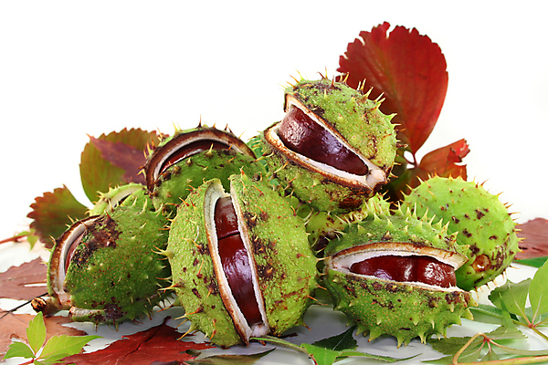 포토 JPG 해외이미지 과일 자연 씨앗 사람없음 갈색 원형 공예 수집 스파이크 해외포토 도형 식물 컬러 취미 생태계 파일형식 이미지허브